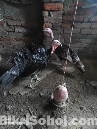 টার্কি মুরগি